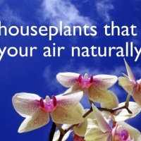 7 Indoor plants that purify the Air arou...